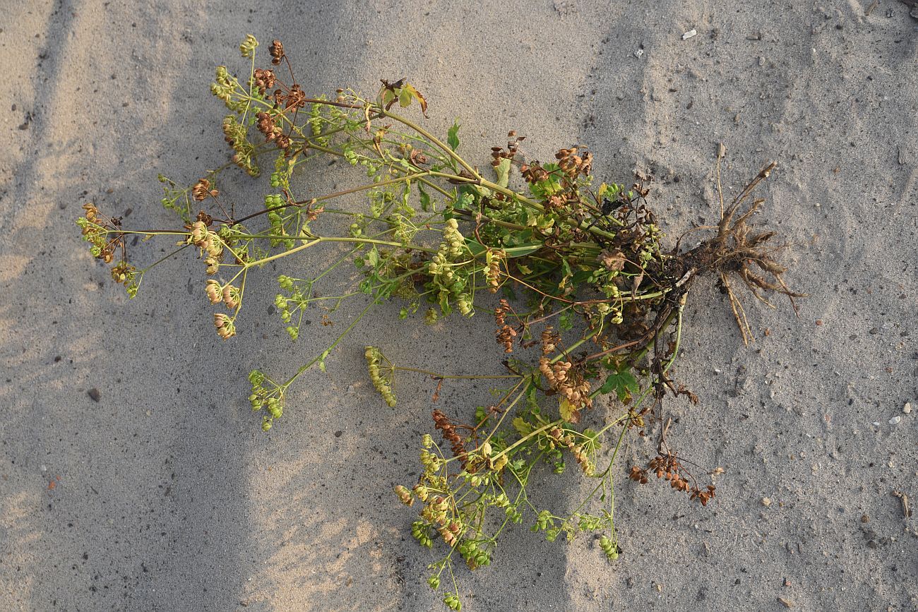 Image of familia Apiaceae specimen.