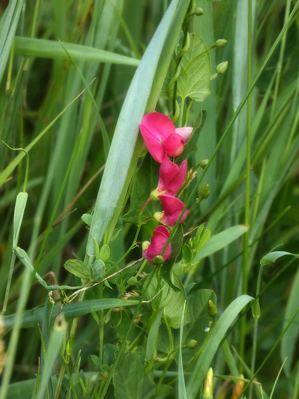 Изображение особи Lathyrus tuberosus.