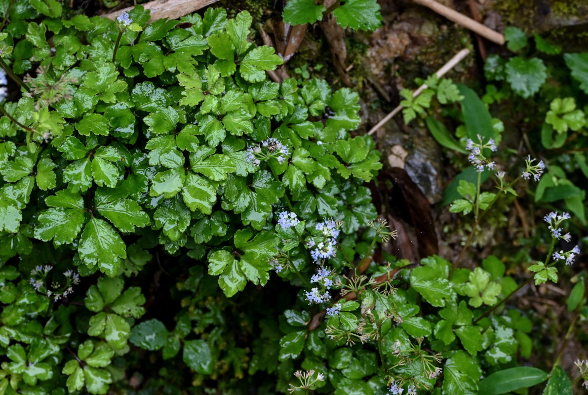 Изображение особи Sanicula orthacantha.