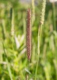 Hordeum brachyantherum. Сложный колос. Камчатский край, г. Петропавловск-Камчатский, сорное на газоне. 02.08.2024.