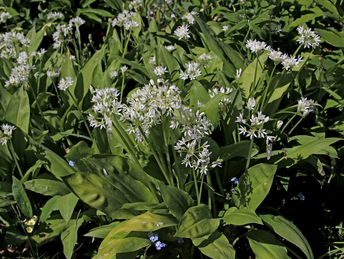 Изображение особи Allium ursinum.