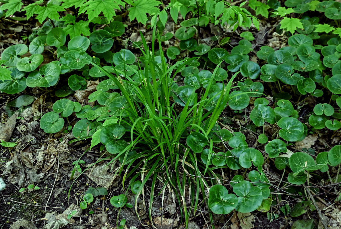 Image of Carex pilosa specimen.