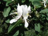 Lonicera nummulariifolia. Соцветие. Казахстан, Западный Тянь-Шань, Киргизский хр., ущ. Сугаты, ≈ 1400 м н.у.м., донная зона на краю тугая. 12 июня 2024 г.