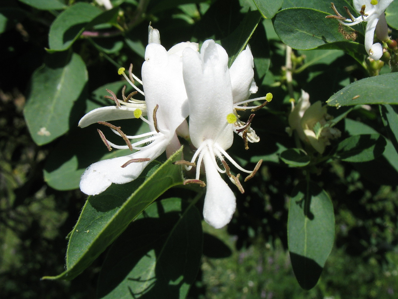 Image of Lonicera nummulariifolia specimen.