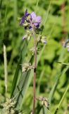 Polemonium caeruleum. Соцветие с цветками и бутонами. Ленинградская обл., Лужский р-н, окр. дер. Кемка, дол. р. Луга, подошва коренного склона долины, крупнотравный луг с доминированием Phragmites australis и Cirsium oleraceum. 13.06.2024.