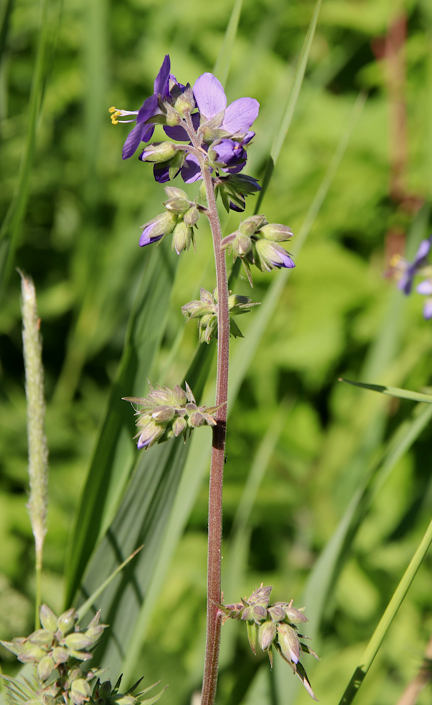 Изображение особи Polemonium caeruleum.