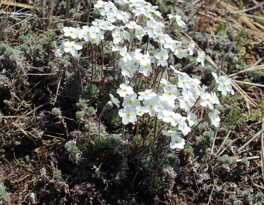 Image of Androsace incana specimen.