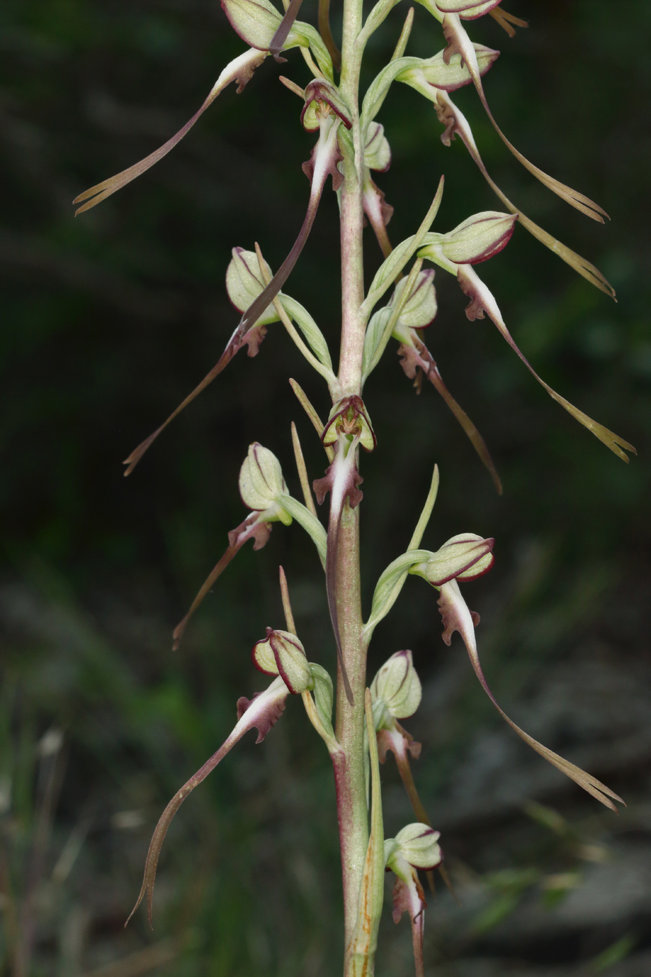 Image of Himantoglossum caprinum specimen.