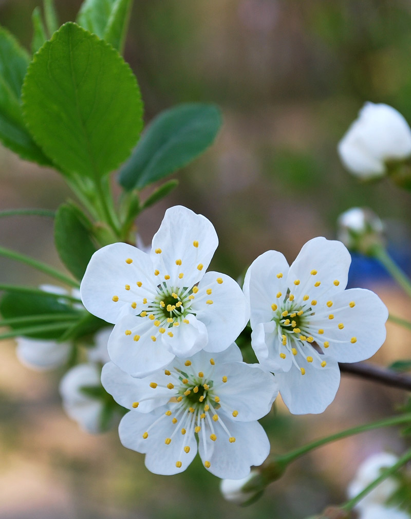 Изображение особи Cerasus vulgaris.