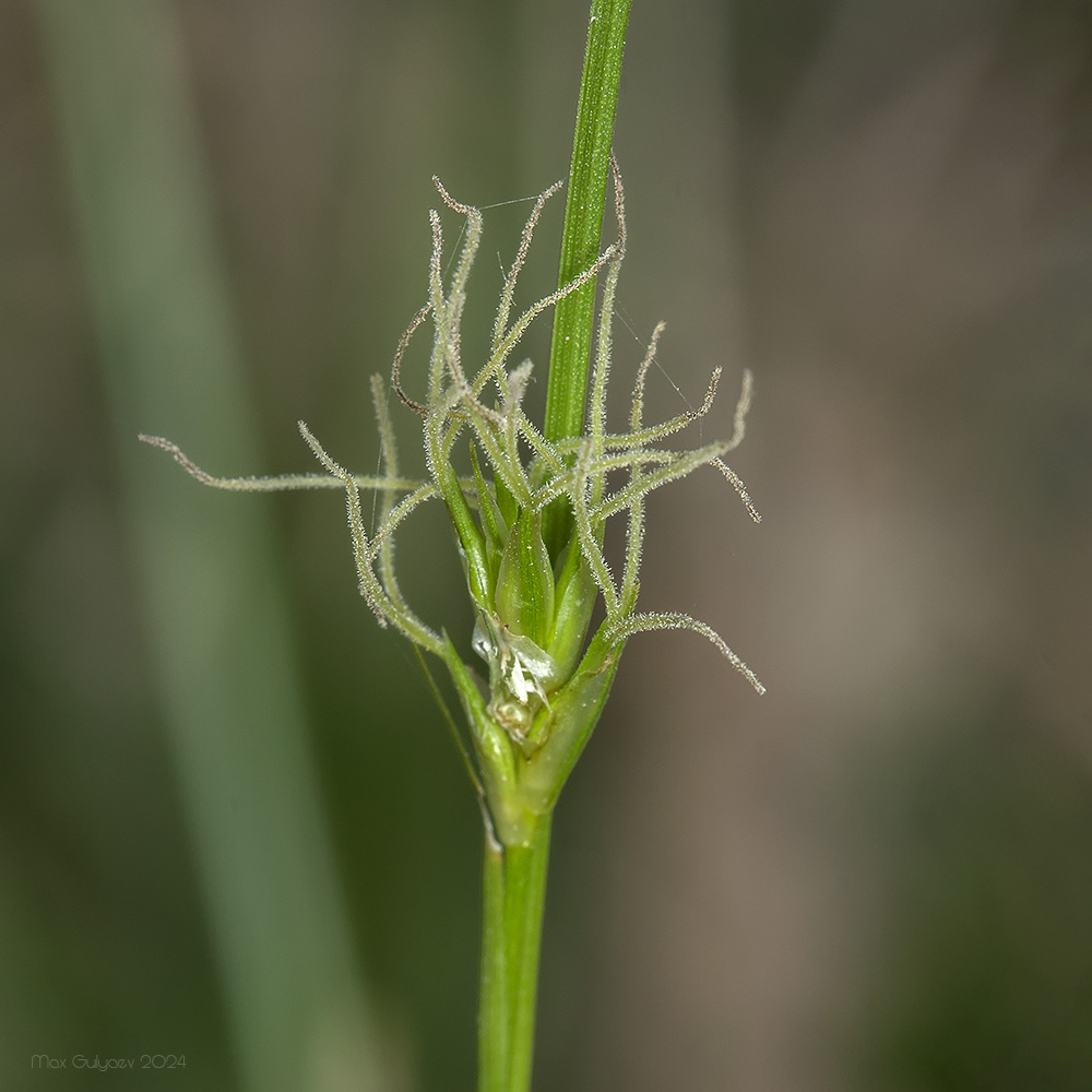 Изображение особи Carex michelii.