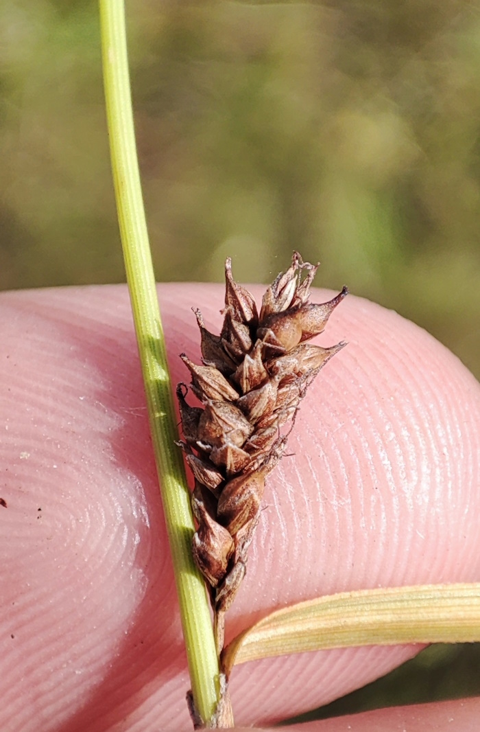 Image of Carex aspratilis specimen.