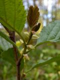 Alnus glutinosa