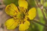 Смотреть изображение Ranunculus repens