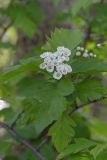 View full-size image Crataegus submollis