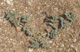 View full-size image Euphorbia peplis
