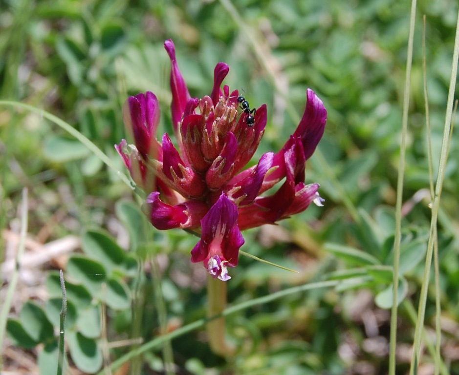 Изображение особи Astragalus monspessulanus.