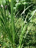 View full-size image Acorus calamus