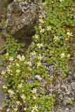 View full-size image Saxifraga cherlerioides