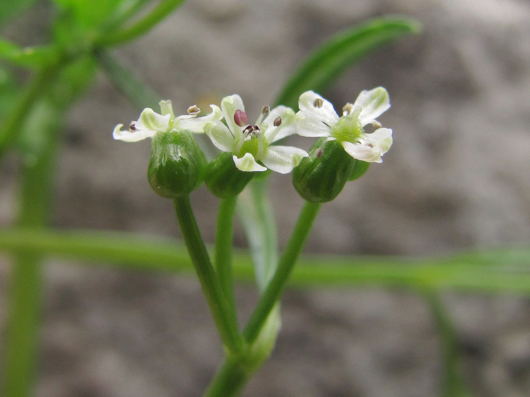 Изображение особи Bifora testiculata.