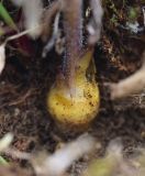 View full-size image Phelipanche purpurea