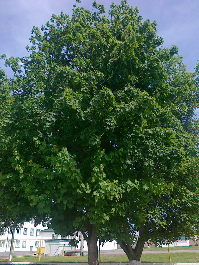 Image of Acer platanoides specimen.