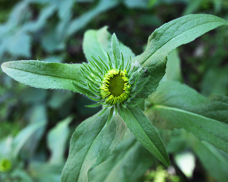 Изображение особи Inula britannica.