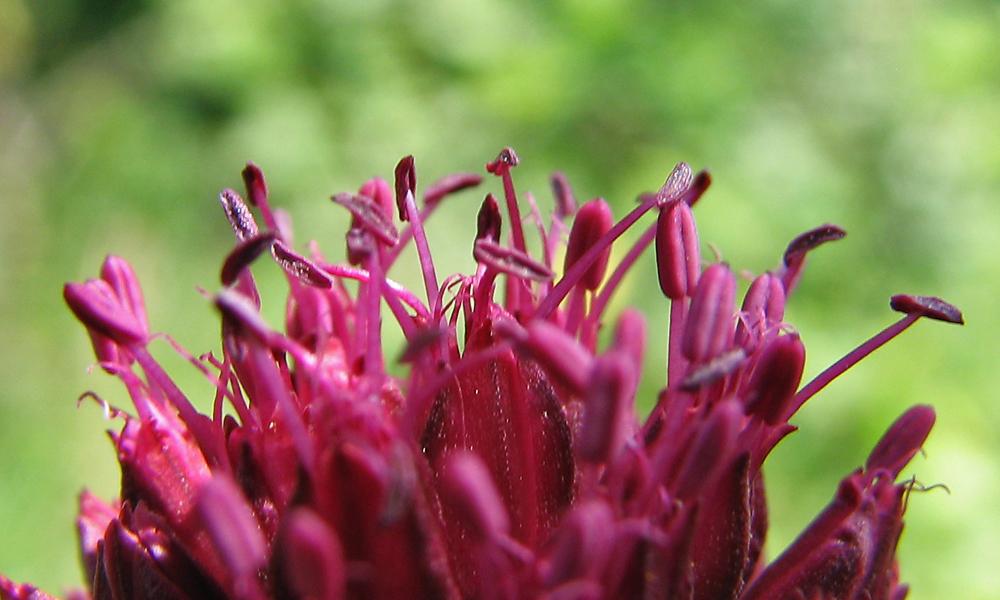 Image of Allium sphaerocephalon specimen.