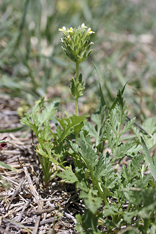 Image of Parentucellia flaviflora specimen.