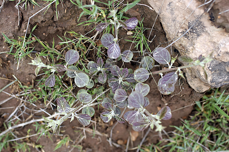 Изображение особи Capparis herbacea.