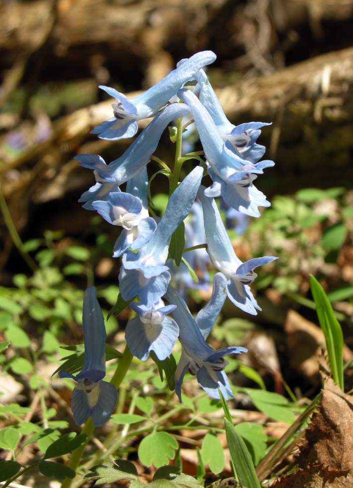 Image of Corydalis ambigua specimen.