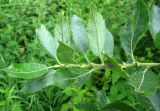Salix latifolia