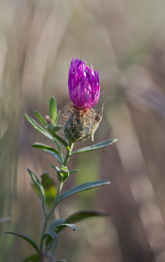 Изображение особи Centaurea trichocephala.