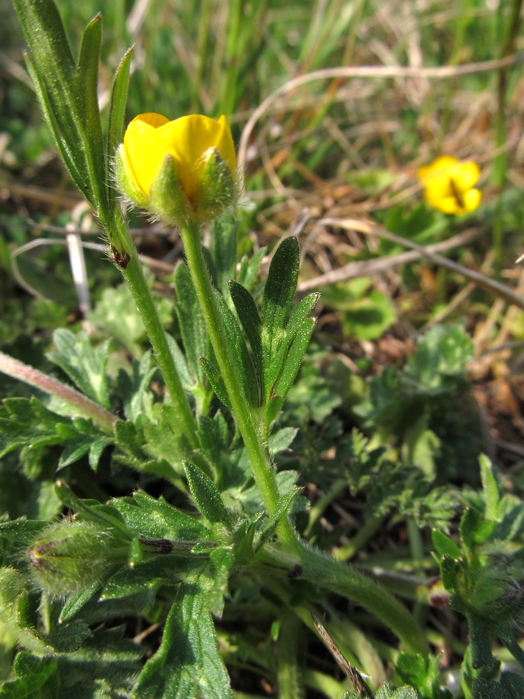 Изображение особи род Ranunculus.