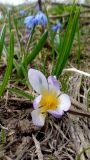 Crocus adamii