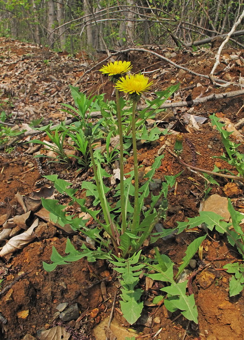 Изображение особи род Taraxacum.