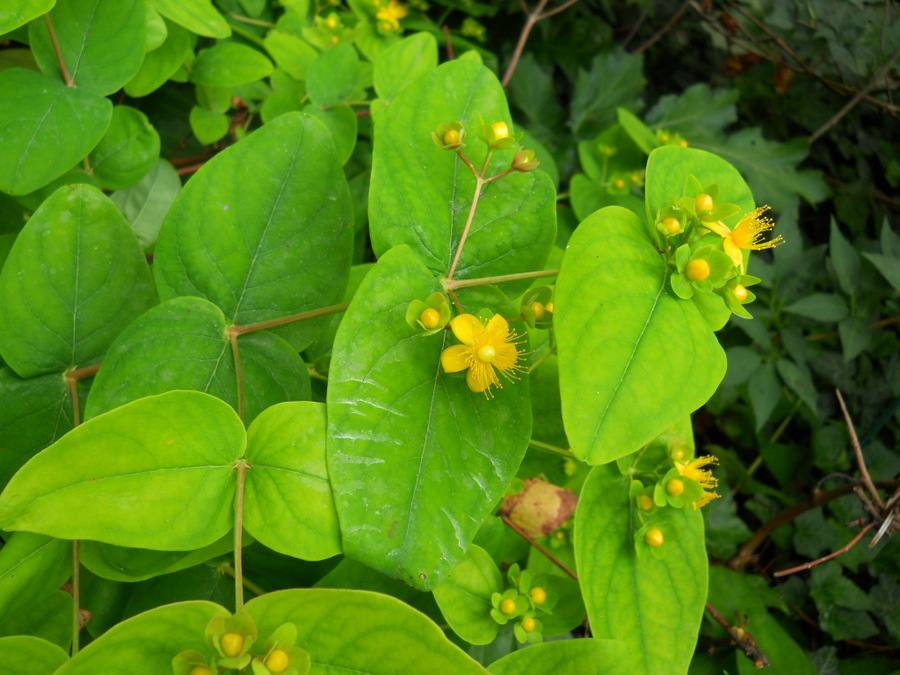 Image of Hypericum androsaemum specimen.