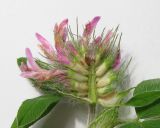 Trifolium pratense. Соцветие в разрезе. Крым, южный берег, окр. Мисхора, сосновый лес. 28 мая 2012 г.