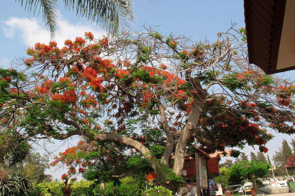 Image of Delonix regia specimen.