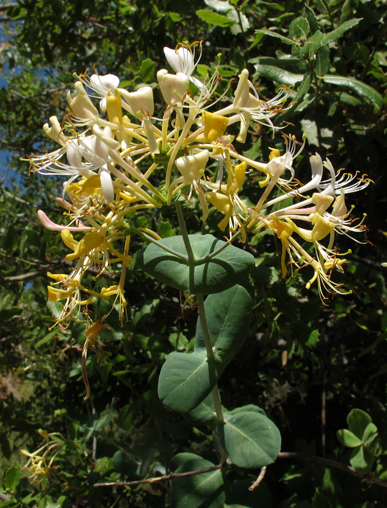 Image of Lonicera etrusca specimen.