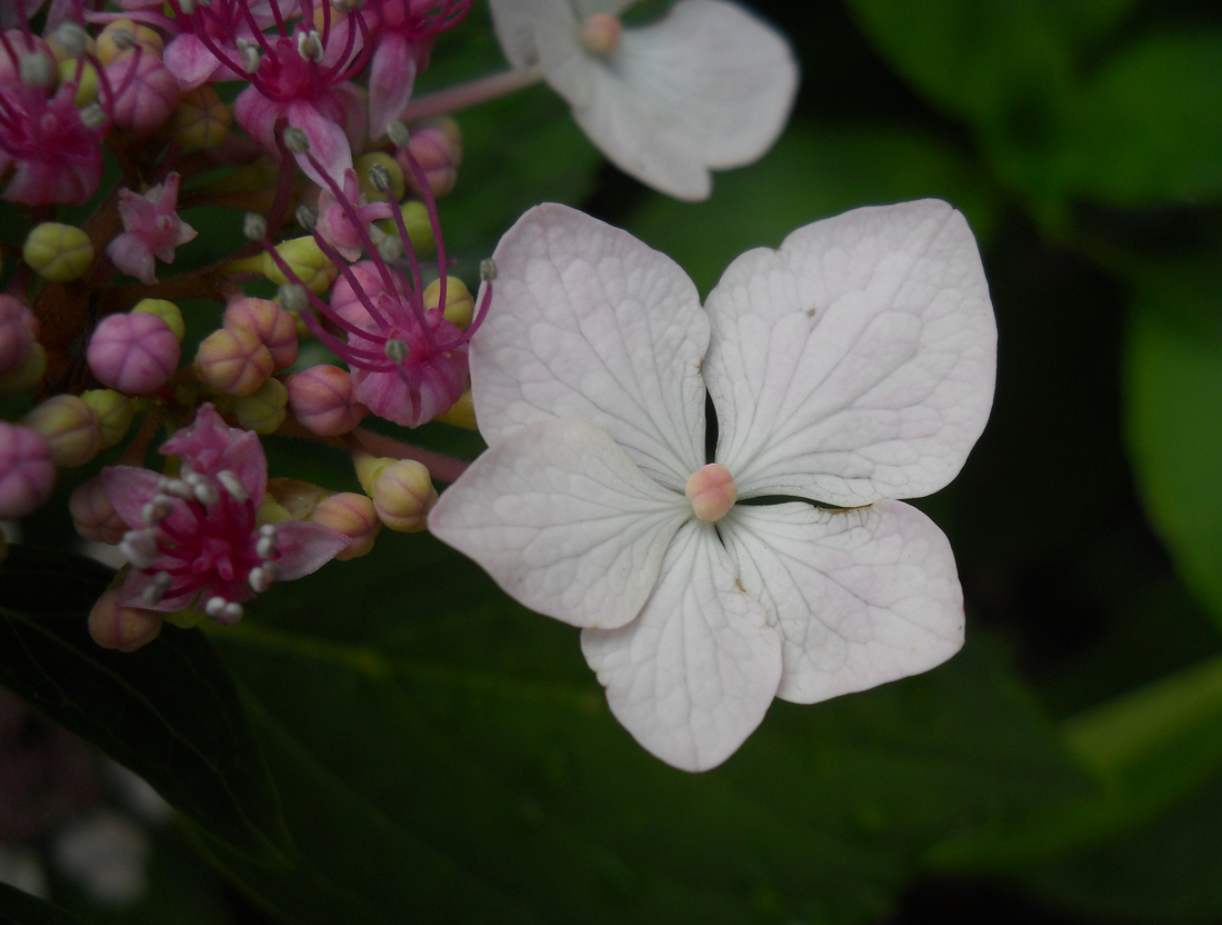 Image of Hydrangea macrophylla specimen.