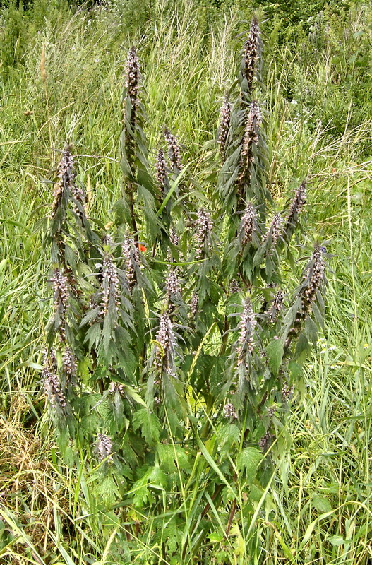 Image of Leonurus quinquelobatus specimen.