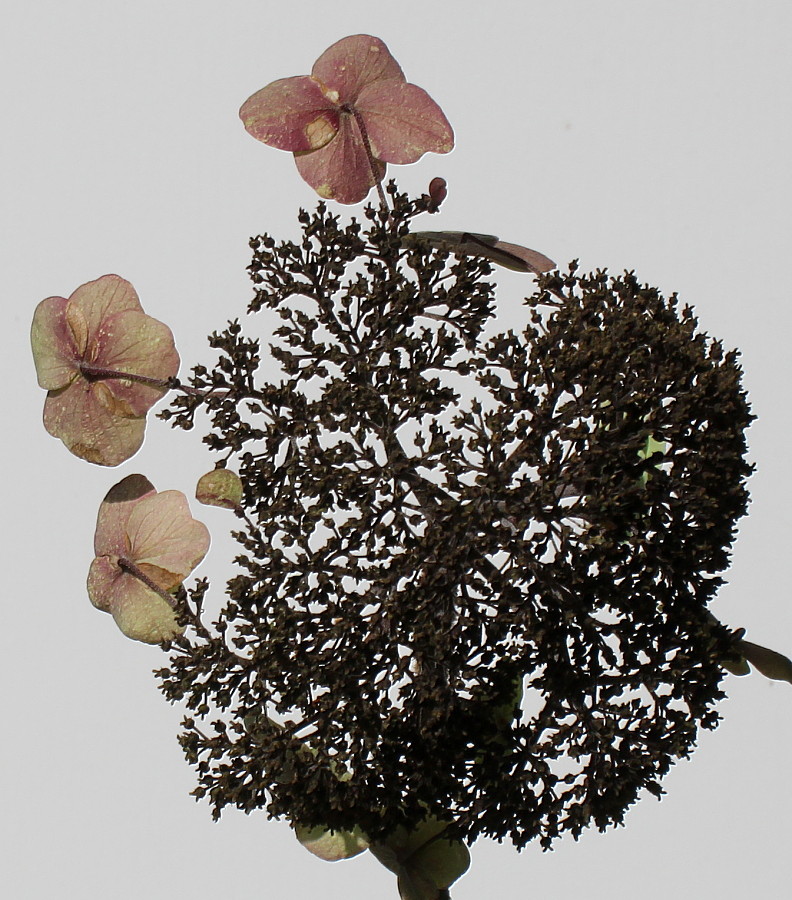 Image of Hydrangea aspera specimen.