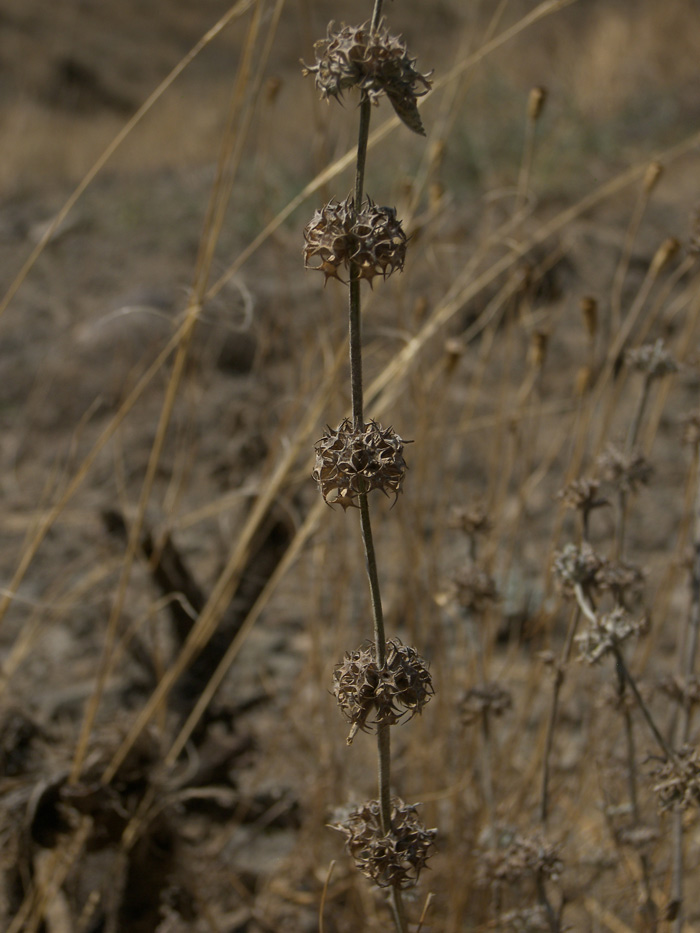 Image of Marrubium persicum specimen.