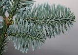 Abies procera form glauca. Часть веточки. Германия, г. Кемпен, в культуре. 09.11.2012.