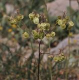 Peltaria angustifolia. Верхушка плодоносящего растения. Israel, Mount Hermon. 09.07.2011.