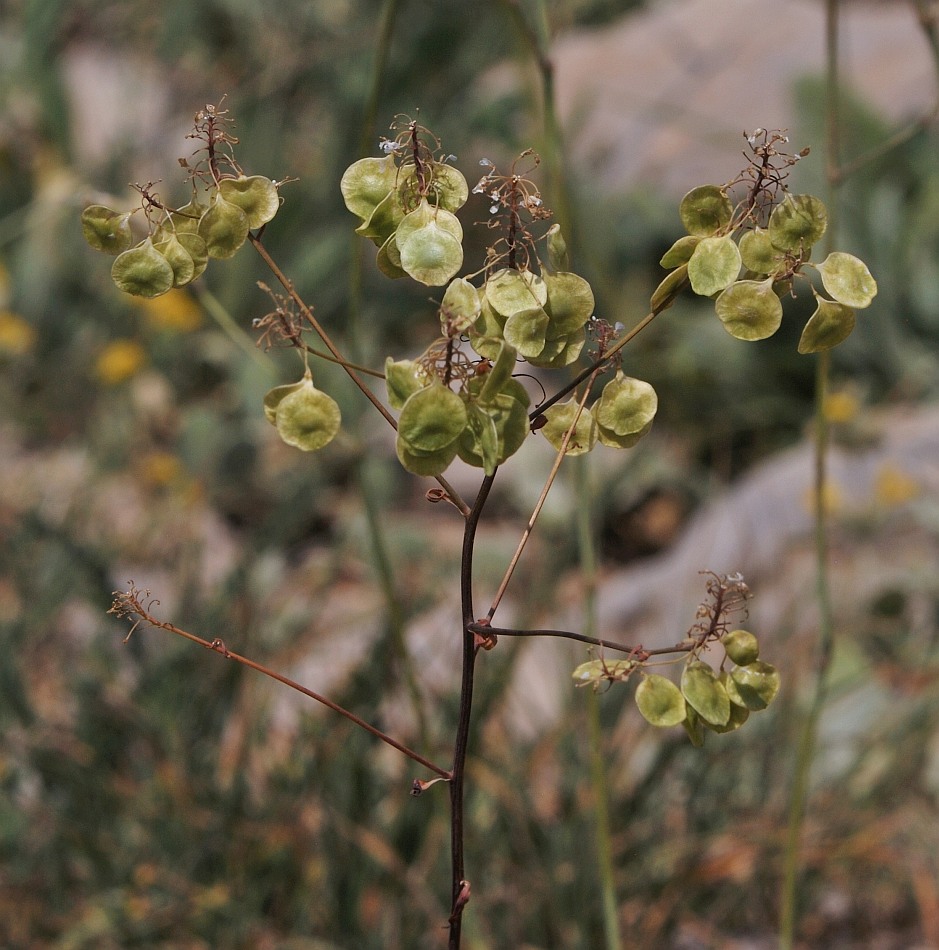 Image of Peltaria angustifolia specimen.