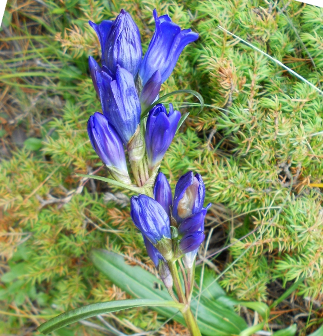 Image of Gentiana decumbens specimen.