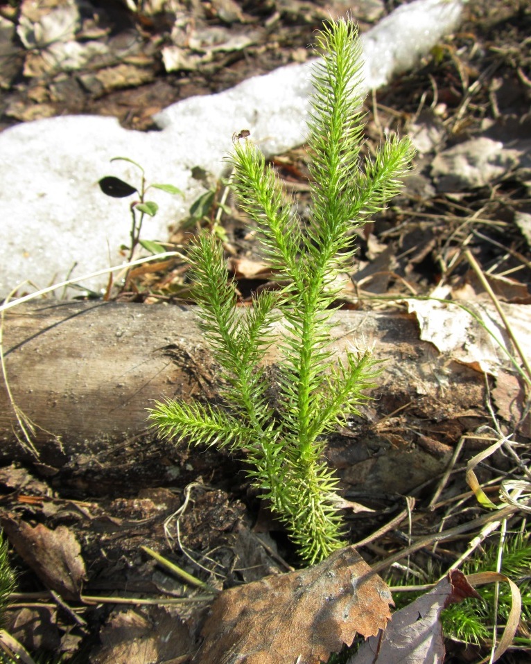 Image of Lycopodium clavatum specimen.