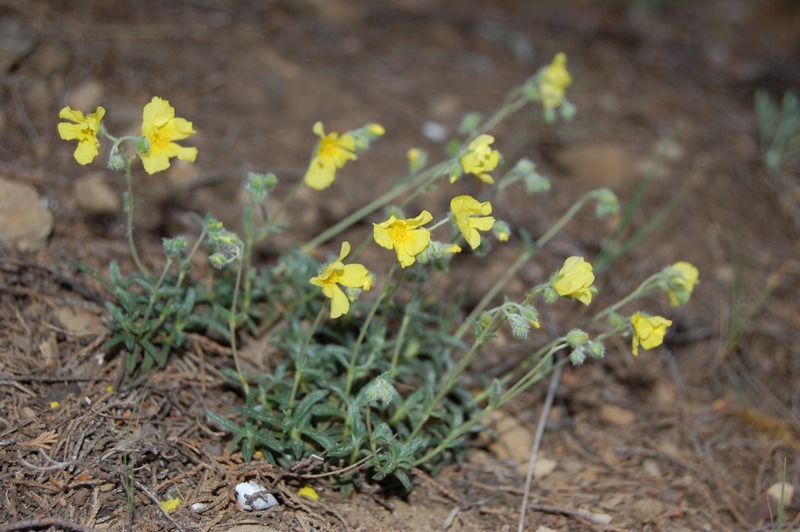 Изображение особи род Helianthemum.