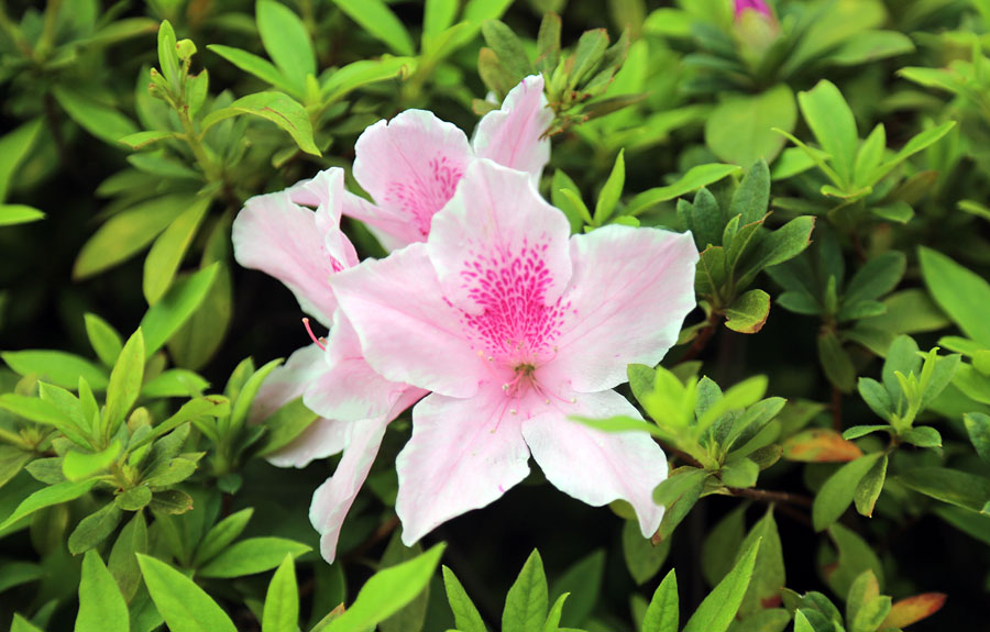 Image of genus Rhododendron specimen.